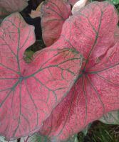 Caladium Fancy Leaf Festivia